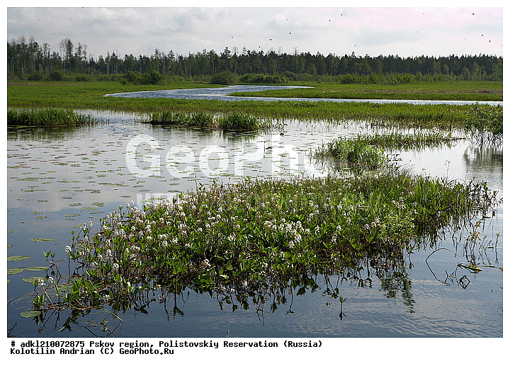 ����������, ����, ������������, �������, ��������� �������, ��������, �����, �����, ������, ��������, ����� �����������, �����, ������ ��������, �����, ���������� ��������, ������������ ��������, ������������ ��������, ������, �����, XYZ, ��������, Menyanthaceae, ����� ����������, ����� �����������, ������� ����������, �������, Menyanthes trifoliata