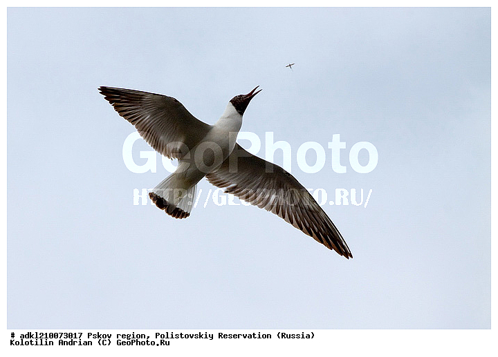 ����������, ����, ������������, �������, ��������� �������, ��������, �����, �����, �����, �����, �����, ������� �����, ������� �����,XYZ, ��������, Laridae, ������������ �����, ������ �����, Larus ridibundus, Chroicocephalus ridibundus