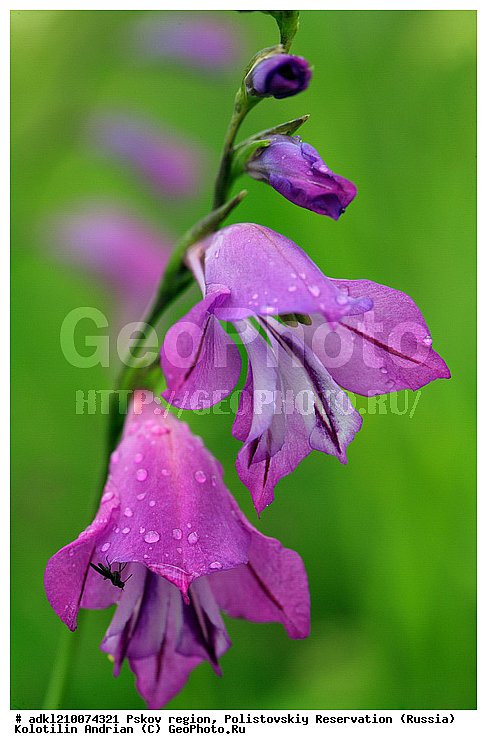 ����������, ����, ������������, �������, ��������� �������, ����� ���������, ��������, �����, �������, ������ ��������, �����, ���������� ��������, ������������ ��������, ������������ ��������, ������, �����, XYZ, ��������, �����������, Iridaceae, ������� ��������, ��������� ��������, Gladiolus palustris