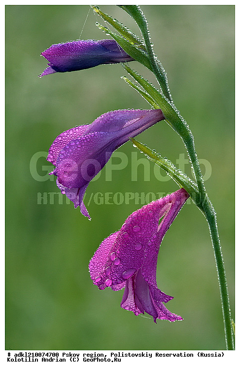 ����������, ����, ������������, �������, ��������� �������, ����� ���������, ��������, �����, �������, ������ ��������, �����, ���������� ��������, ������������ ��������, ������������ ��������, ������, �����, XYZ, ��������, �����������, Iridaceae, ������� ��������, ��������� ��������, Gladiolus palustris