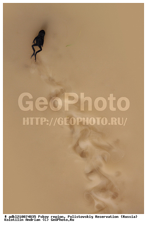 ����������, ����, ������������, �������, ��������� �������, �����������, �����, ��������, ��������, �����������, �����������, �������, �������, XYZ, ��������� �������, Ranidae, �������� �������, Rana temporaria