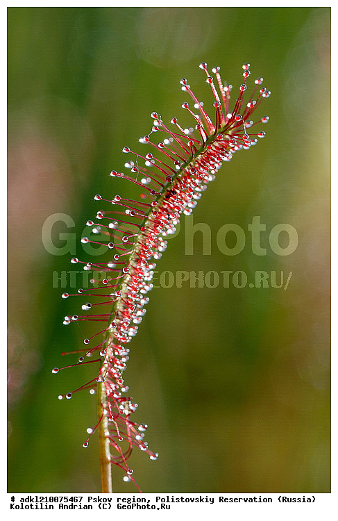 ����������, ����, ������������, �������, ��������� �������, ��������, �������, ������� ����������, ������� �������������, �����, ������ ��������, �����, ���������� ��������, ������������ ��������, ������������ ��������, ������, �����, XYZ, ����������, Droseraceae, ������� ����������, ������� �������������, Drosera anglica, Drosera longifolia