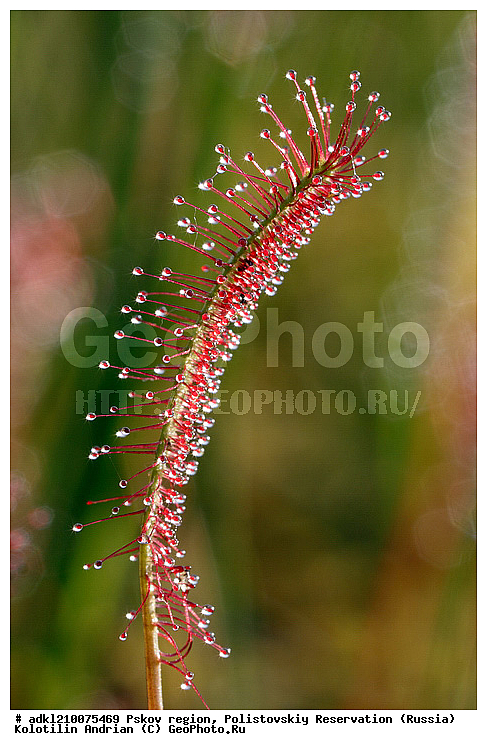 ����������, ����, ������������, �������, ��������� �������, ��������, �������, ������� ����������, ������� �������������, �����, ������ ��������, �����, ���������� ��������, ������������ ��������, ������������ ��������, ������, �����, XYZ, ����������, Droseraceae, ������� ����������, ������� �������������, Drosera anglica, Drosera longifolia