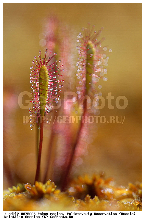 ����������, ����, ������������, �������, ��������� �������, ��������, �������, ������� ����������, ������� �������������, �����, ������ ��������, �����, ���������� ��������, ������������ ��������, ������������ ��������, ������, �����, XYZ, ����������, Droseraceae, ������� ����������, ������� �������������, Drosera anglica, Drosera longifolia