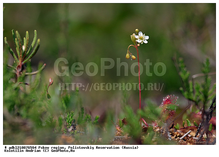 ����������, ����, ������������, �������, ��������� �������, ������� �������������, ��������, �������, �����, ������ ��������, �����, ���������� ��������, ������������ ��������, ������������ ��������, ������, �����, XYZ, ����������, Droseraceae, ������� �������������, �������, ��������� ����, ����� ���, Drosera rotundifolia