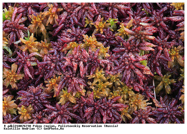 ����������, ����, ������������, �������, ��������� �������, ��������� ������������, ������, �������� ������, ��������, �����