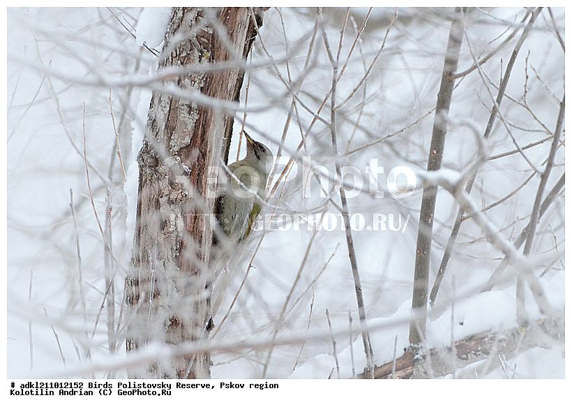 ������������, �����, ����������, ����, ��������, �����, ����, ������, ������, ��������, ��������, �����, �����, ��������, �����������, XYZ, ��������, �����, ��������� ��������, Picidae, ����� �����, ����� ������ �����, ����������� �����, Picus canus, ����������� ����� ������