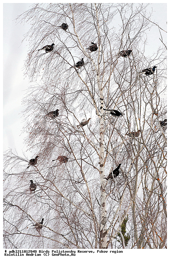 Tetrao tetrix, ������������, �����, �������-�����, ����������, ����, ��������, ��������, �������, �����, ����, �����������, ������, �����, �����, XYZ, �����������, Tetraonidae, �������, �������-�����, ������� �������, Lyrurus tetrix, Tetrao tetrix, ������������ ����������, ����������, ��������� �������, ����������