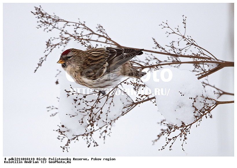 ������������, �����, ����������, ����, ��������, �����, ����, ������, ������, ��������, ��������, �����, �����, ��������, �����������, XYZ, ���������, Fringillidae, ������������ �������, �������, ������� ������������ �������, Acanthis flammea