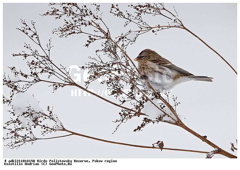 ������������, �����, ����������, ����, ��������, �����, ����, ������, ������, ��������, ��������, �����, �����, ��������, �����������, XYZ, ���������, Fringillidae, ������������ �������, �������, ������� ������������ �������, Acanthis flammea