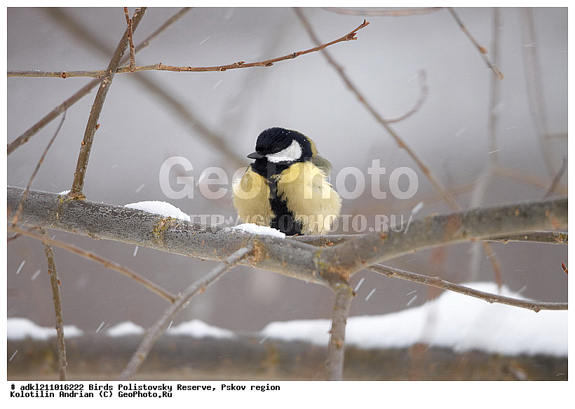 Parus major, ������� ������, ������������, �����, ����������, ����, ��������, �����, ������, ����, ������, �����, �����, XYZ, ���������, Paridae, �������, ��������, ��������, ��������, �����������, �������