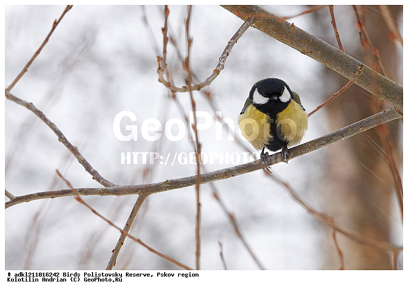 Parus major, ������� ������, ������������, �����, ����������, ����, ��������, �����, ������, ����, ������, �����, �����, XYZ, ���������, Paridae, �������, ��������, ��������, ��������, �����������, �������