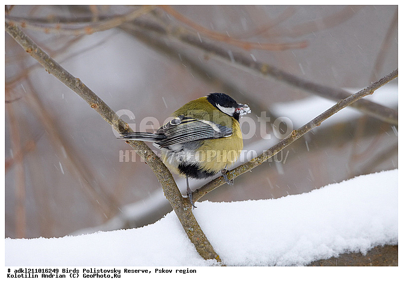 Parus major, ������� ������, ������������, �����, ����������, ����, ��������, �����, ������, ����, ������, �����, �����, XYZ, ���������, Paridae, �������, ��������, ��������, ��������, �����������, �������