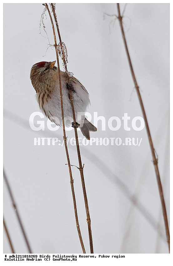 ������������, �����, ����������, ����, ��������, �����, ����, ������, ������, ��������, ��������, �����, �����, ��������, �����������, XYZ, ���������, Fringillidae, ������������ �������, �������, ������� ������������ �������, Acanthis flammea