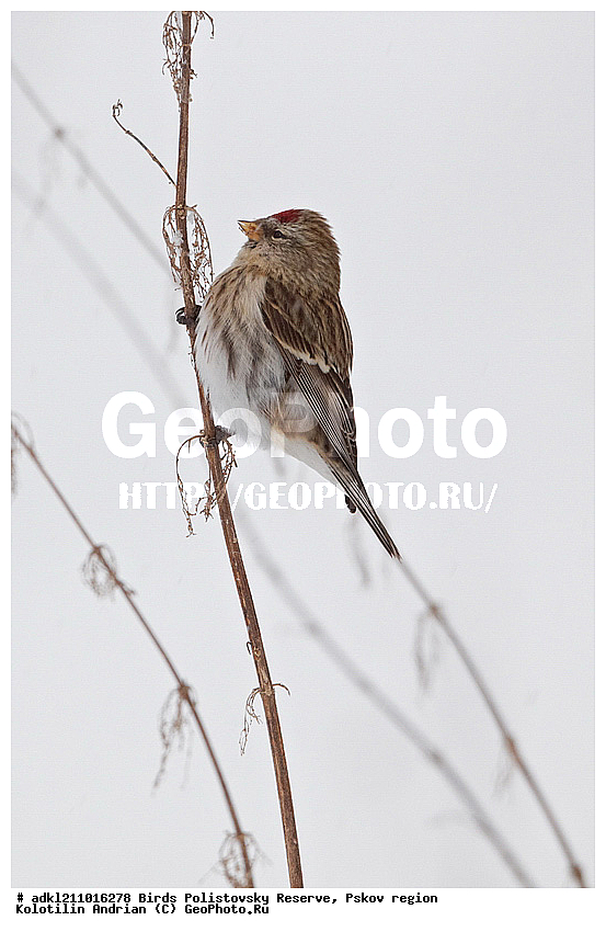 ������������, �����, ����������, ����, ��������, �����, ����, ������, ������, ��������, ��������, �����, �����, ��������, �����������, XYZ, ���������, Fringillidae, ������������ �������, �������, ������� ������������ �������, Acanthis flammea