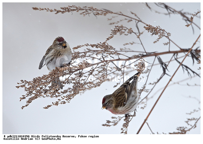 ������������, �����, ����������, ����, ��������, �����, ����, ������, ������, ��������, ��������, �����, �����, ��������, �����������, XYZ, ���������, Fringillidae, ������������ �������, �������, ������� ������������ �������, Acanthis flammea