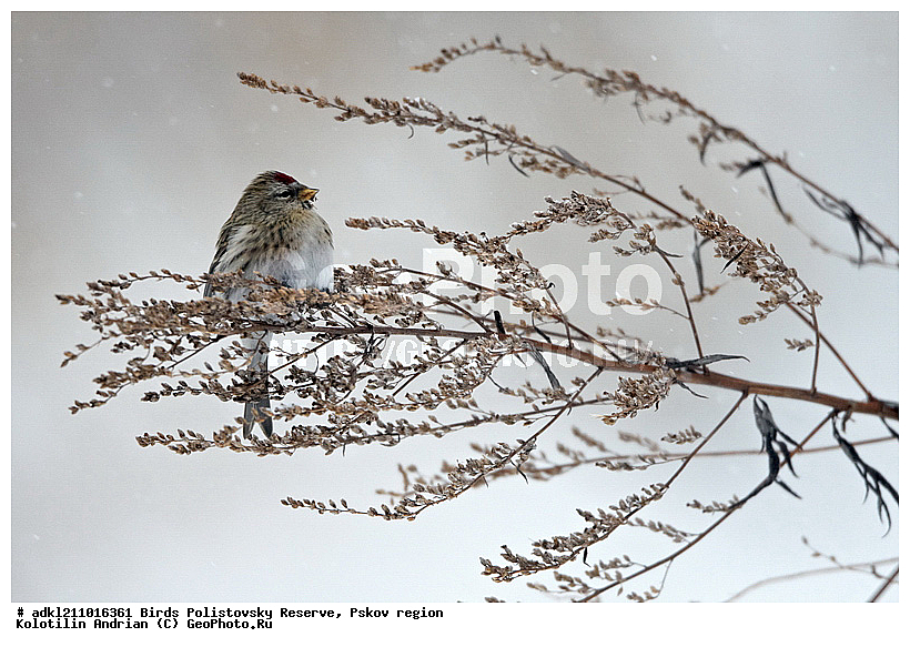 ������������, �����, ����������, ����, ��������, �����, ����, ������, ������, ��������, ��������, �����, �����, ��������, �����������, XYZ, ���������, Fringillidae, ������������ �������, �������, ������� ������������ �������, Acanthis flammea