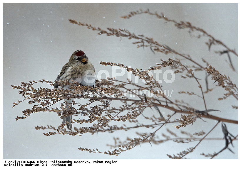 ������������, �����, ����������, ����, ��������, �����, ����, ������, ������, ��������, ��������, �����, �����, ��������, �����������, XYZ, ���������, Fringillidae, ������������ �������, �������, ������� ������������ �������, Acanthis flammea