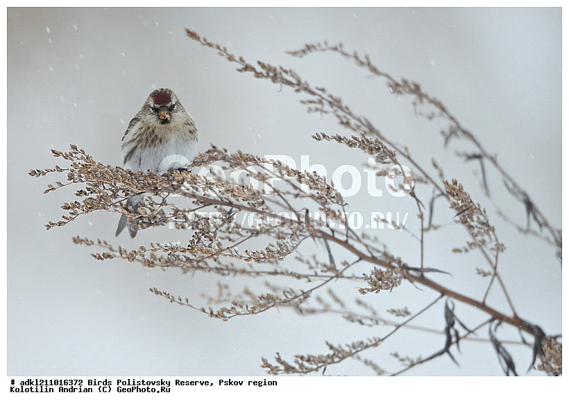 ������������, �����, ����������, ����, ��������, �����, ����, ������, ������, ��������, ��������, �����, �����, ��������, �����������, XYZ, ���������, Fringillidae, ������������ �������, �������, ������� ������������ �������, Acanthis flammea