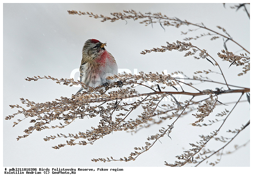 ������������, �����, ����������, ����, ��������, �����, ����, ������, ������, ��������, ��������, �����, �����, ��������, �����������, XYZ, ���������, Fringillidae, ������������ �������, �������, ������� ������������ �������, Acanthis flammea