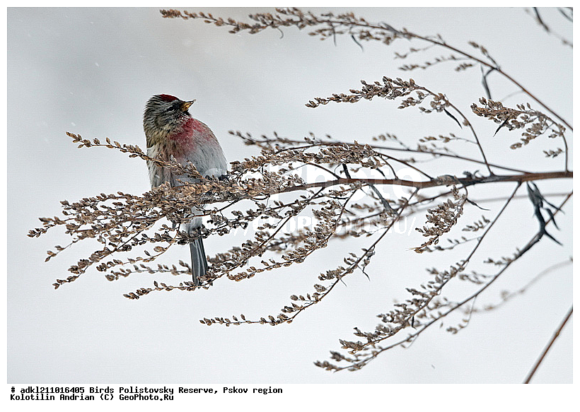 ������������, �����, ����������, ����, ��������, �����, ����, ������, ������, ��������, ��������, �����, �����, ��������, �����������, XYZ, ���������, Fringillidae, ������������ �������, �������, ������� ������������ �������, Acanthis flammea