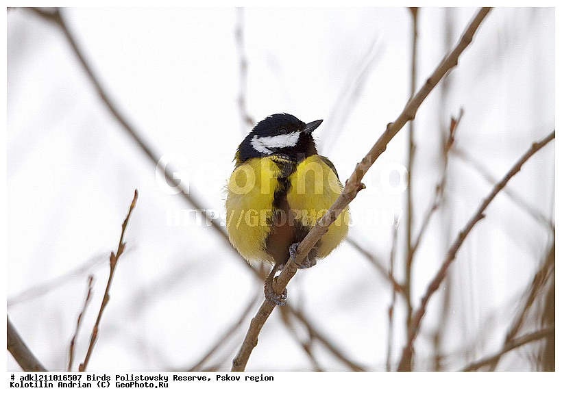 Parus major, ������� ������, ������������, �����, ����������, ����, ��������, �����, ������, ����, ������, �����, �����, XYZ, ���������, Paridae, �������, ��������, ��������, ��������, �����������, �������