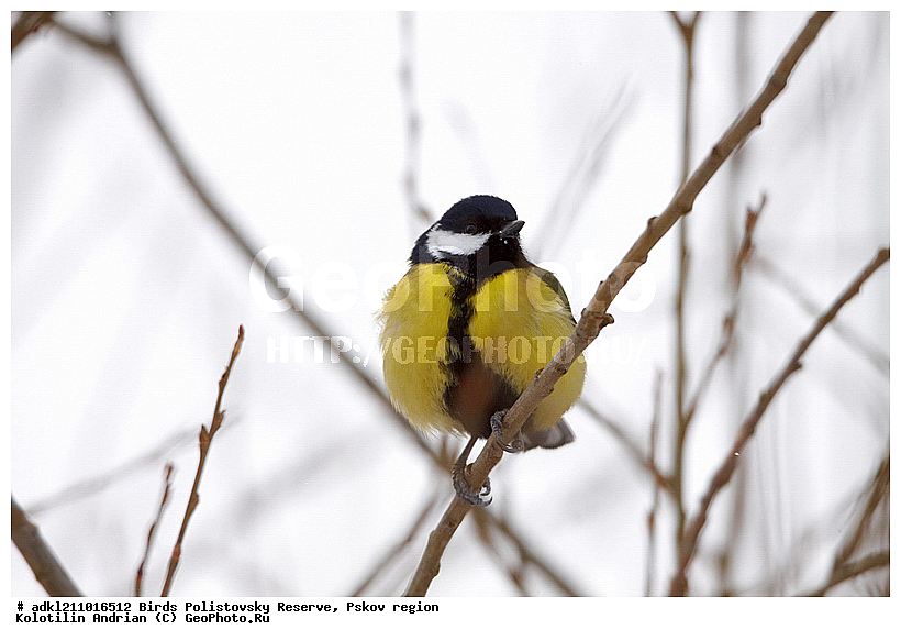 Parus major, ������� ������, ������������, �����, ����������, ����, ��������, �����, ������, ����, ������, �����, �����, XYZ, ���������, Paridae, �������, ��������, ��������, ��������, �����������, �������