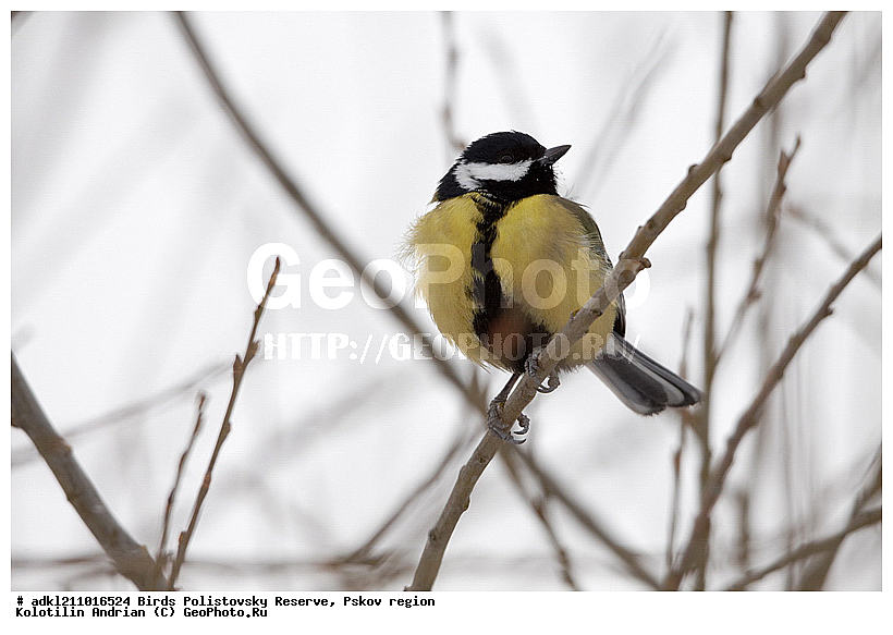 Parus major, ������� ������, ������������, �����, ����������, ����, ��������, �����, ������, ����, ������, �����, �����, XYZ, ���������, Paridae, �������, ��������, ��������, ��������, �����������, �������