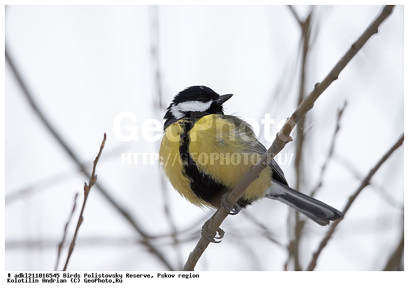 Parus major, ������� ������, ������������, �����, ����������, ����, ��������, �����, ������, ����, ������, �����, �����, XYZ, ���������, Paridae, �������, ��������, ��������, ��������, �����������, �������