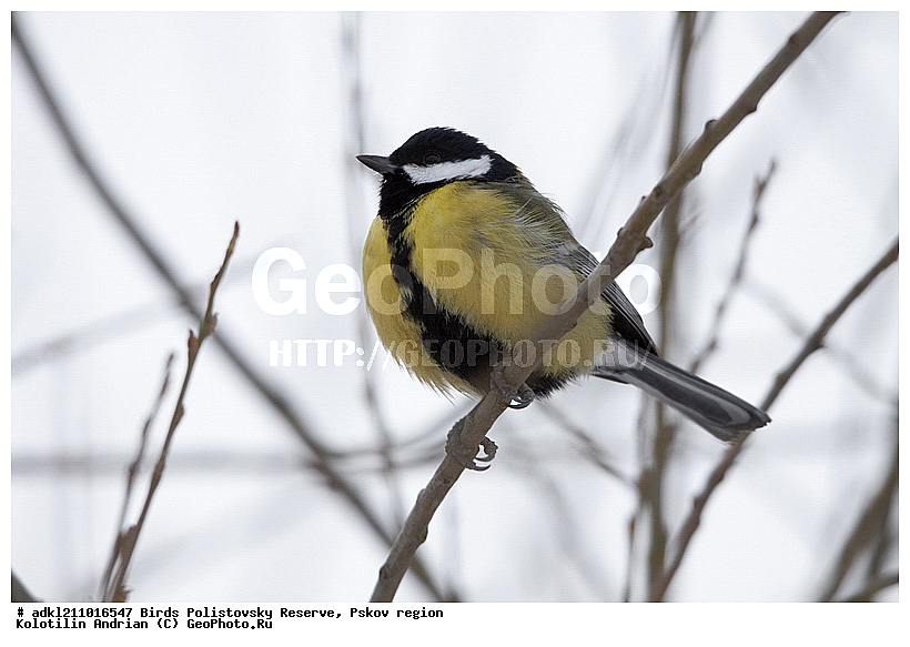 Parus major, ������� ������, ������������, �����, ����������, ����, ��������, �����, ������, ����, ������, �����, �����, XYZ, ���������, Paridae, �������, ��������, ��������, ��������, �����������, �������