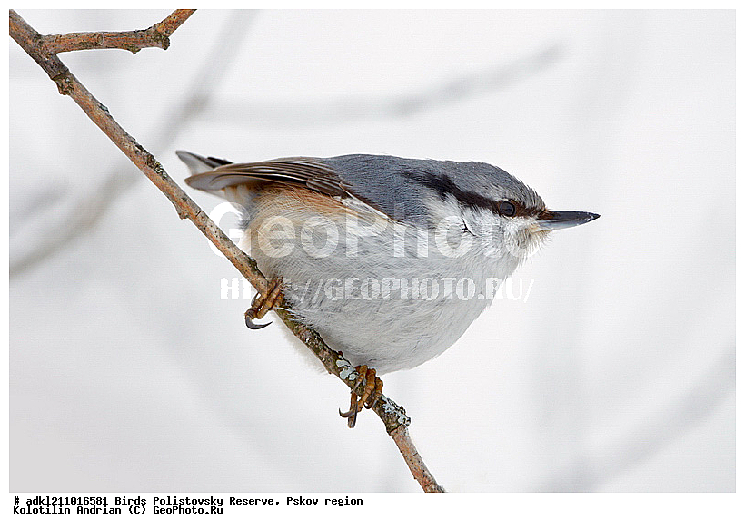 ������������, �����, ����������, ����, ��������, �����, ����, ������, ������, ��������, ��������, �����, �����, ��������, �����������, XYZ, �����������, Sittidae, ������������ ���������, �����, Sitta europaea