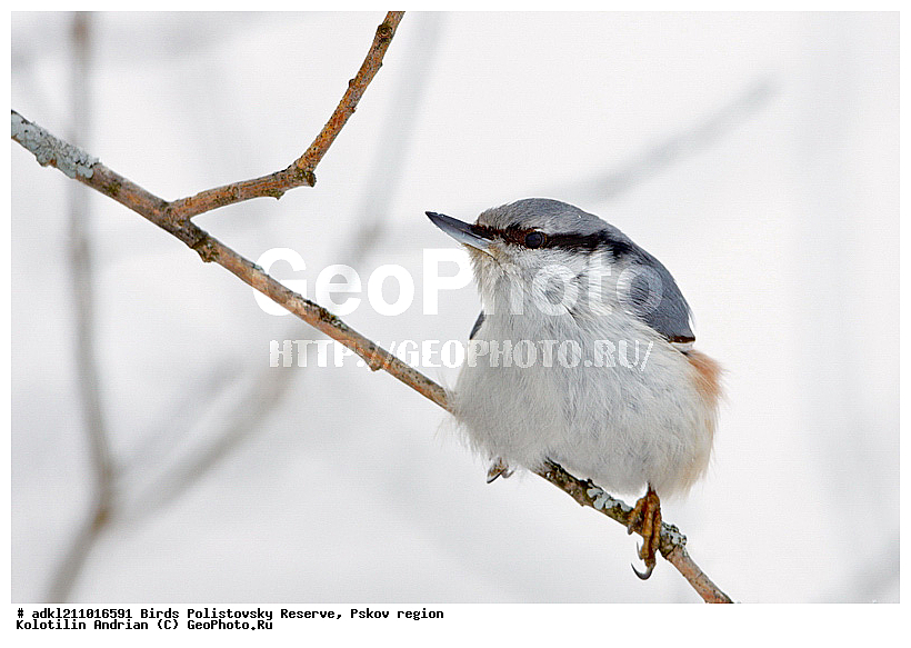 ������������, �����, ����������, ����, ��������, �����, ����, ������, ������, ��������, ��������, �����, �����, ��������, �����������, XYZ, �����������, Sittidae, ������������ ���������, �����, Sitta europaea