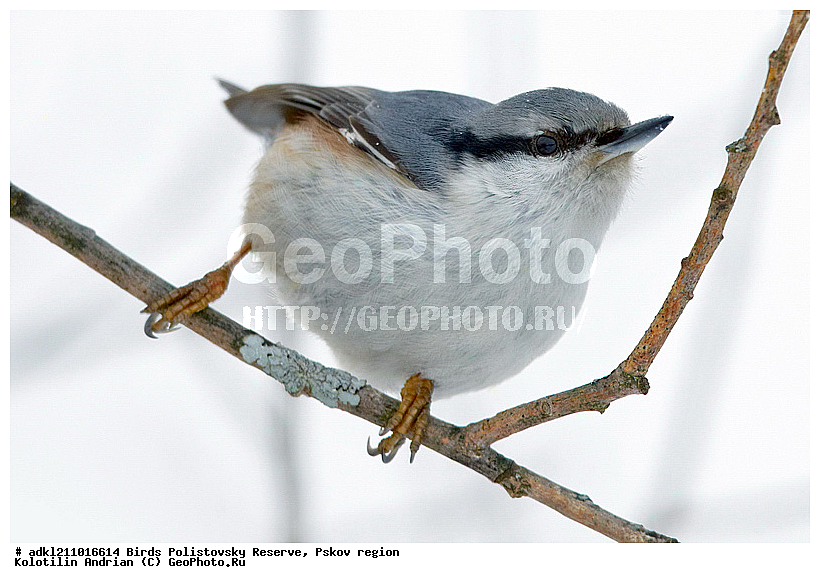 ������������, �����, ����������, ����, ��������, �����, ����, ������, ������, ��������, ��������, �����, �����, ��������, �����������, XYZ, �����������, Sittidae, ������������ ���������, �����, Sitta europaea