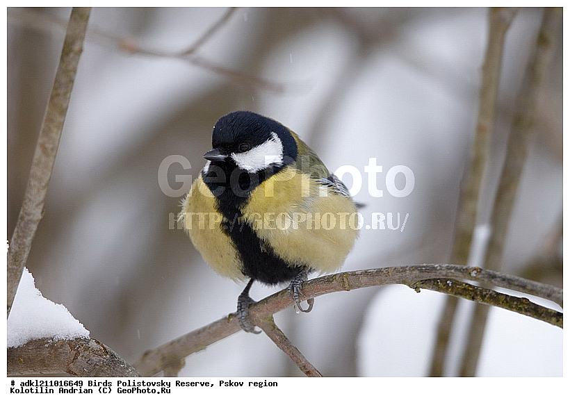Parus major, ������� ������, ������������, �����, ����������, ����, ��������, �����, ������, ����, ������, �����, �����, XYZ, ���������, Paridae, �������, ��������, ��������, ��������, �����������, �������