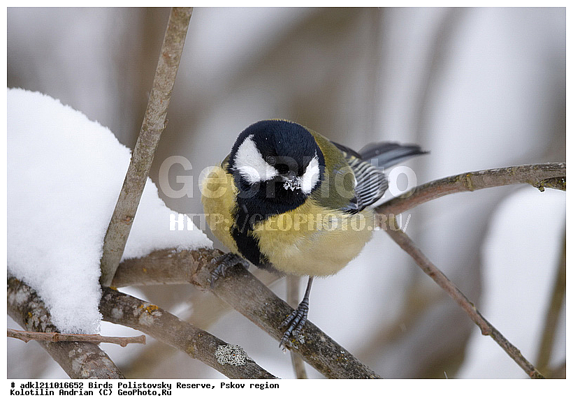 Parus major, ������� ������, ������������, �����, ����������, ����, ��������, �����, ������, ����, ������, �����, �����, XYZ, ���������, Paridae, �������, ��������, ��������, ��������, �����������, �������