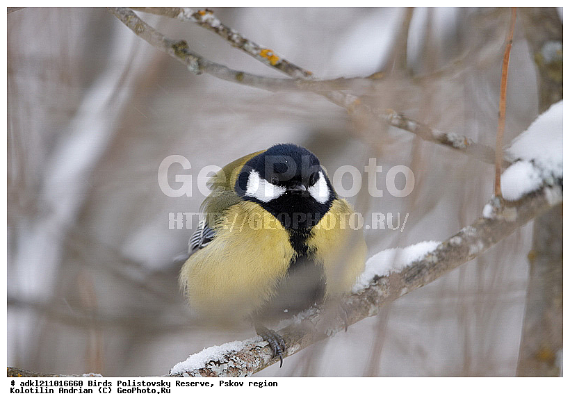 Parus major, ������� ������, ������������, �����, ����������, ����, ��������, �����, ������, ����, ������, �����, �����, XYZ, ���������, Paridae, �������, ��������, ��������, ��������, �����������, �������