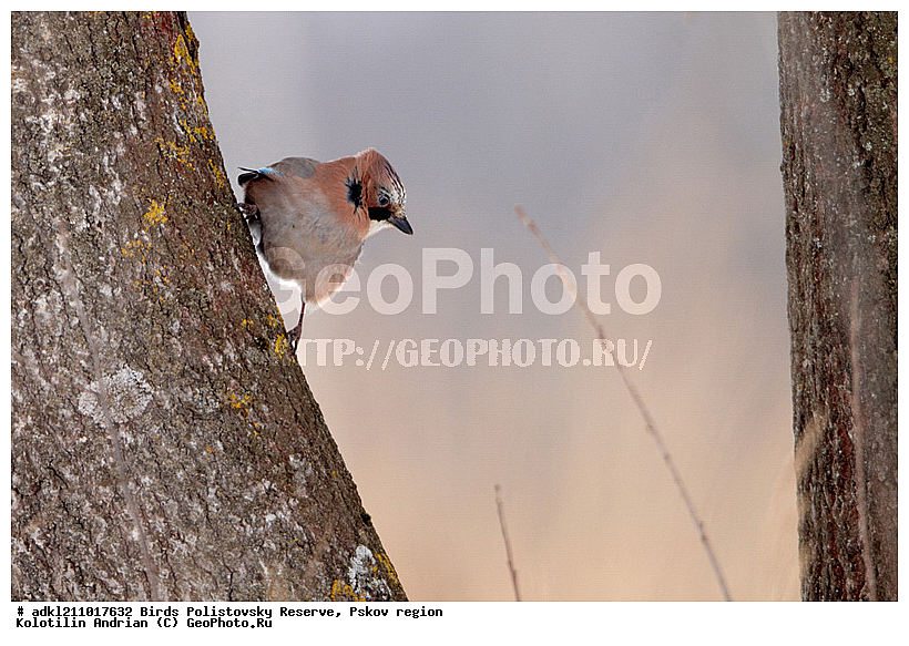 Garrulus glandarius, ������������, ��������� �������, �����, �����, ����������, ����, ������, ��������, �������� ���, ������, �����, ����, ������, �����, �����, XYZ, ��������, ���������, Corvidae, ������������ �����, ������, ������, ��������, ��������, ��������, �����������, Garrulus glandarius