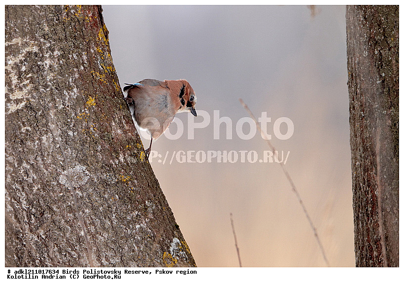 Garrulus glandarius, ������������, ��������� �������, �����, �����, ����������, ����, ������, ��������, �������� ���, ������, �����, ����, ������, �����, �����, XYZ, ��������, ���������, Corvidae, ������������ �����, ������, ������, ��������, ��������, ��������, �����������, Garrulus glandarius