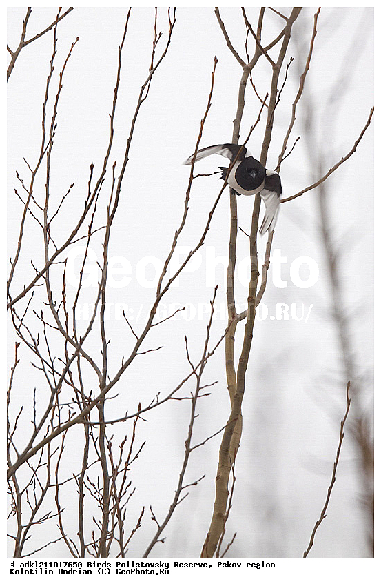 ������������, �����, ����������, ����, ��������, �����, ����, ������, ������, ��������, ��������, �����, �����, ��������, �����������, XYZ, ��������, ���������, Corvidae, Pica pica