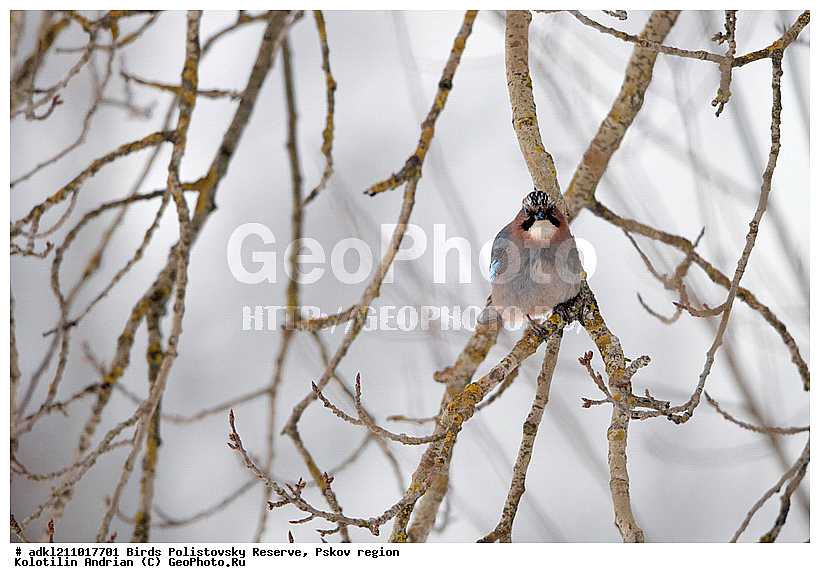 Garrulus glandarius, ������������, ��������� �������, �����, �����, ����������, ����, ������, ��������, �������� ���, ������, �����, ����, ������, �����, �����, XYZ, ��������, ���������, Corvidae, ������������ �����, ������, ������, ��������, ��������, ��������, �����������, Garrulus glandarius