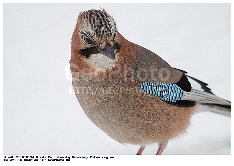 Garrulus glandarius, ������������, ��������� �������, �����, �����, ����������, ����, ������, ��������, �������� ���, ������, �����, ����, ������, �����, �����, XYZ, ��������, ���������, Corvidae, ������������ �����, ������, ������, ��������, ��������, ��������, �����������, Garrulus glandarius