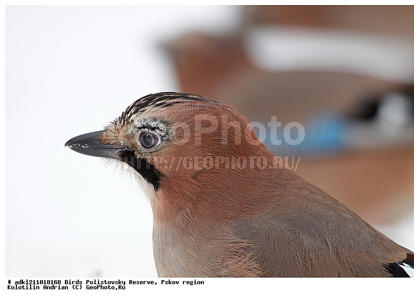 Garrulus glandarius, ������������, ��������� �������, �����, �����, ����������, ����, ������, ��������, �������� ���, ������, �����, ����, ������, �����, �����, XYZ, ��������, ���������, Corvidae, ������������ �����, ������, ������, ��������, ��������, ��������, �����������, Garrulus glandarius