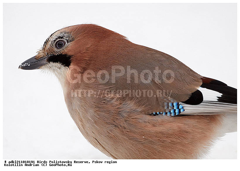 Garrulus glandarius, ������������, ��������� �������, �����, �����, ����������, ����, ������, ��������, �������� ���, ������, �����, ����, ������, �����, �����, XYZ, ��������, ���������, Corvidae, ������������ �����, ������, ������, ��������, ��������, ��������, �����������, Garrulus glandarius