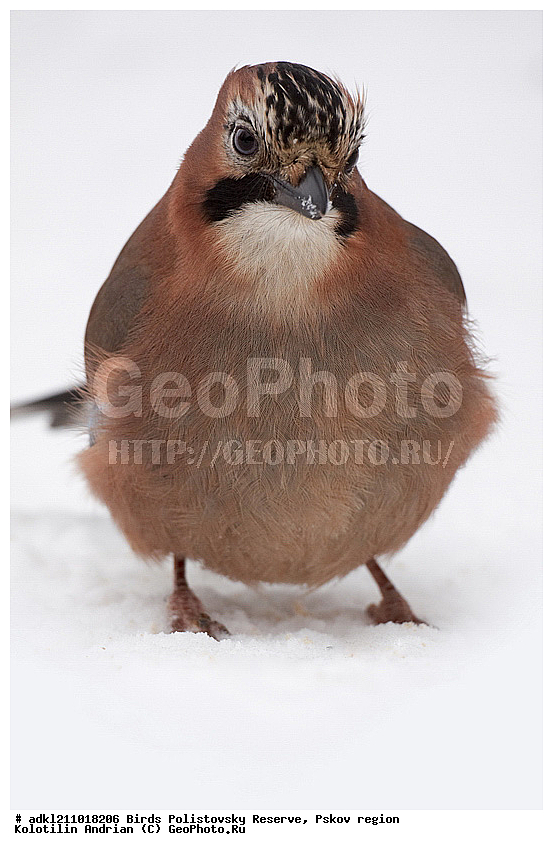 Garrulus glandarius, ������������, ��������� �������, �����, �����, ����������, ����, ������, ��������, �������� ���, ������, �����, ����, ������, �����, �����, XYZ, ��������, ���������, Corvidae, ������������ �����, ������, ������, ��������, ��������, ��������, �����������, Garrulus glandarius