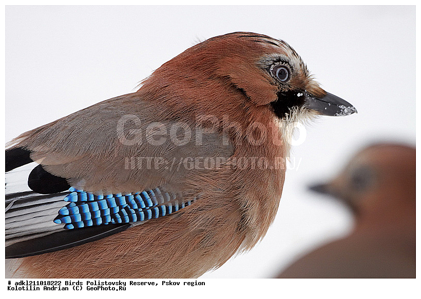 Garrulus glandarius, ������������, ��������� �������, �����, �����, ����������, ����, ������, ��������, �������� ���, ������, �����, ����, ������, �����, �����, XYZ, ��������, ���������, Corvidae, ������������ �����, ������, ������, ��������, ��������, ��������, �����������, Garrulus glandarius