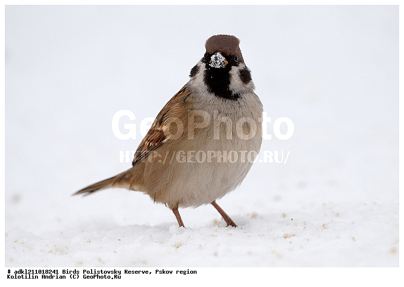 ������������, �����, ����������, ����, ��������, �����, ����, ������, ������, ��������, ��������, �����, �����, ��������, �����������, XYZ, ����������, Passeridae, ������� �������, Passer domesticus, ������� �������, Passer montanus