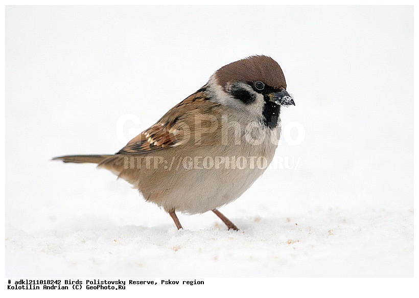 ������������, �����, ����������, ����, ��������, �����, ����, ������, ������, ��������, ��������, �����, �����, ��������, �����������, XYZ, ����������, Passeridae, ������� �������, Passer domesticus, ������� �������, Passer montanus