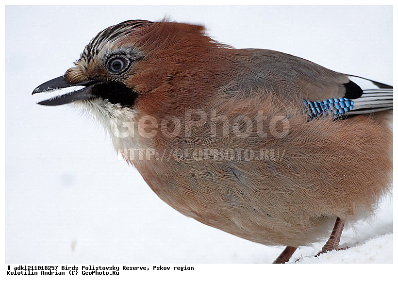 Garrulus glandarius, ������������, ��������� �������, �����, �����, ����������, ����, ������, ��������, �������� ���, ������, �����, ����, ������, �����, �����, XYZ, ��������, ���������, Corvidae, ������������ �����, ������, ������, ��������, ��������, ��������, �����������, Garrulus glandarius