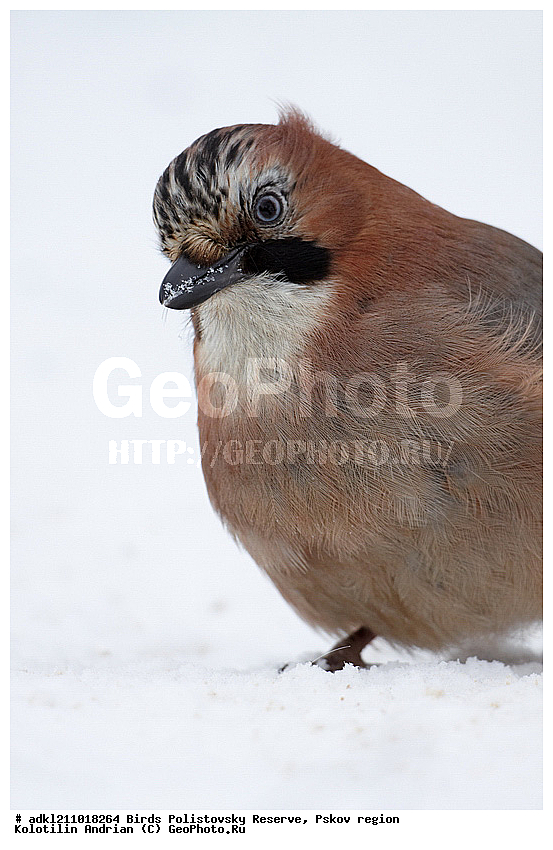 Garrulus glandarius, ������������, ��������� �������, �����, �����, ����������, ����, ������, ��������, �������� ���, ������, �����, ����, ������, �����, �����, XYZ, ��������, ���������, Corvidae, ������������ �����, ������, ������, ��������, ��������, ��������, �����������, Garrulus glandarius