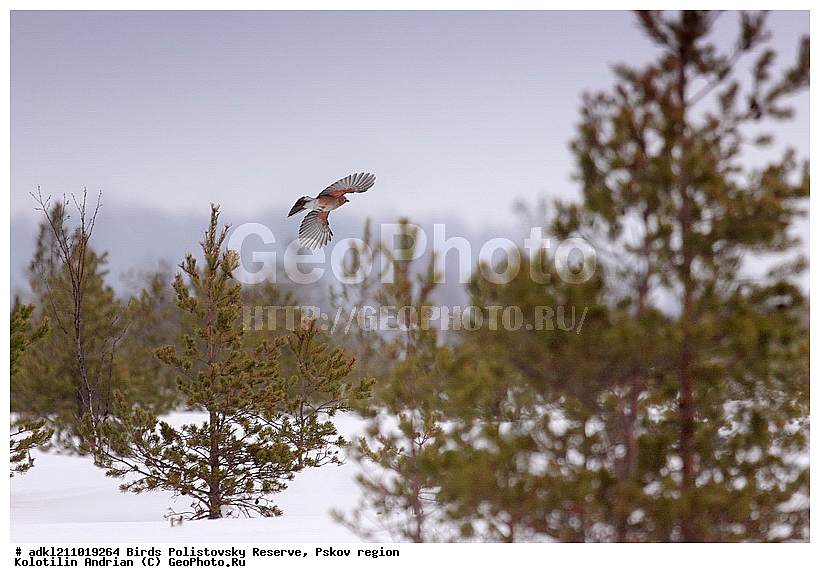 ������������, �����, ����������, ����, ��������, �����, ����, ������, ������, ��������, ��������, ��������, �����������, Garrulus glandarius, �����, �����, XYZ, ��������, ���������, Corvidae, ������������ �����, �����, ������